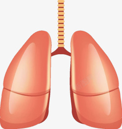 人体胸部人体肺器官立体插画高清图片