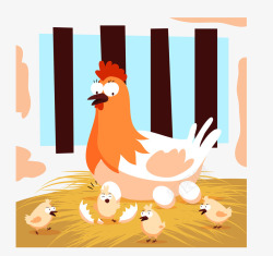 鸡蛋孵小鸡过程母鸡孵小鸡高清图片