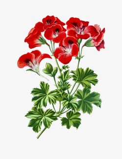 花色鲜艳手绘天竺葵红色花瓣高清图片