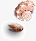 海边海螺贝壳素材