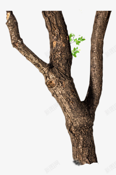 干枯的树木png免抠素材_新图网 https://ixintu.com 干枯的 干枯的树木 干树 树杆 树杈 树枝