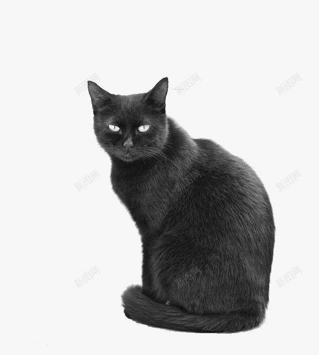 黑色波斯猫png免抠素材_新图网 https://ixintu.com 宠物 小猫 波斯猫 黑白