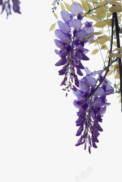 鲜花藤蔓电视边上的紫藤花高清图片