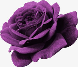 粉紫色玫瑰花朵紫色玫瑰高清图片