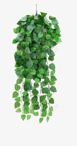 绿色吊兰绿色植物吊兰高清图片