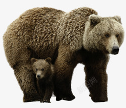 棕熊母子母子棕熊高清图片