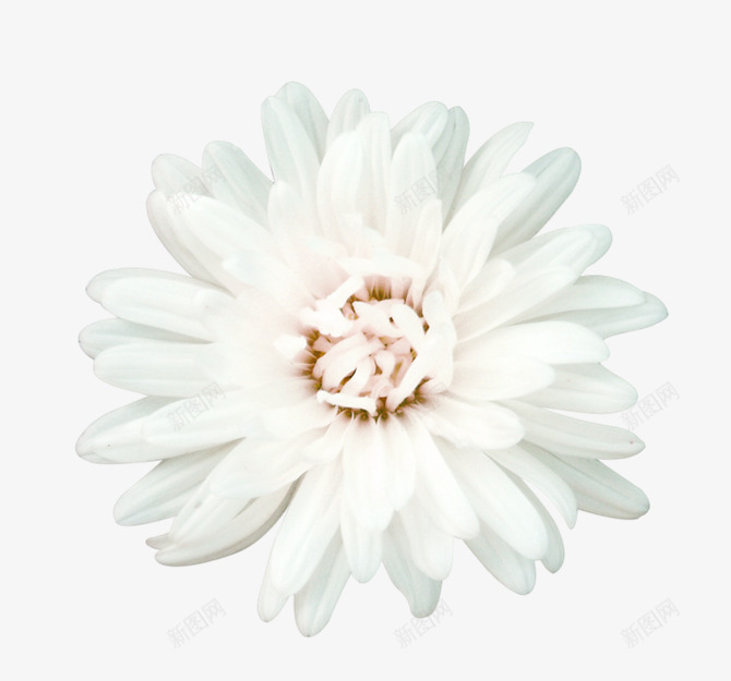 白色花朵白色花蕊png免抠素材_新图网 https://ixintu.com png素材 白色花朵 白色花蕊