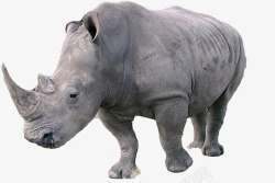 牛角号角犀牛角一只独立的犀牛高清图片