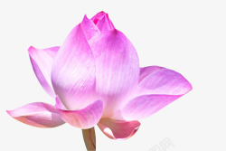 荷花种粉紫色纯洁的阳光照射的水芙蓉实高清图片