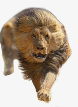 狂野奔放的勇猛狮子高清图片