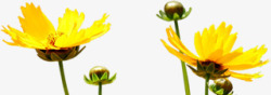 黄色春季花朵素材