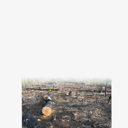 砍伐树木的砍伐树木遗留的荒芜高清图片