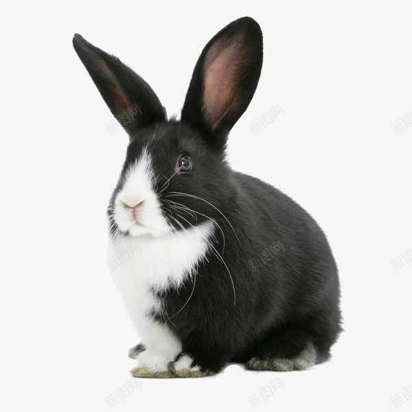 呆萌兔子png免抠素材_新图网 https://ixintu.com 兔子 呆萌 图形免抠 小兔子 摄影 文艺 生物世界 白色 素材免抠 野生动物
