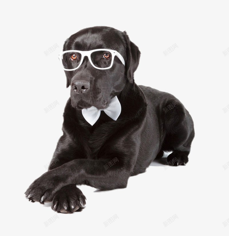 戴眼镜的黑色狗png免抠素材_新图网 https://ixintu.com 动物 可爱 装饰素材 高清免费png素材