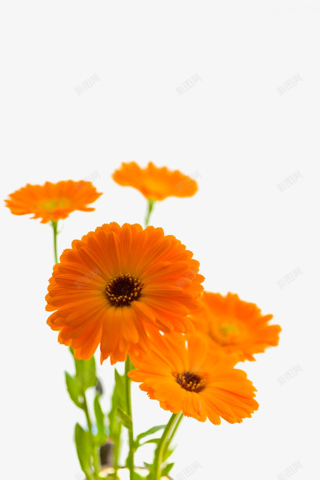 橙色鲜花png免抠素材_新图网 https://ixintu.com 植物 橙色 金盏花 鲜花
