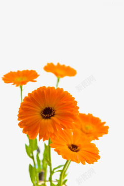 金盏花植物爽肤水橙色鲜花高清图片