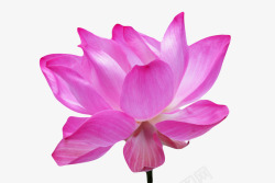 花瓣凋落紫色纯洁的长花瓣水芙蓉实物高清图片