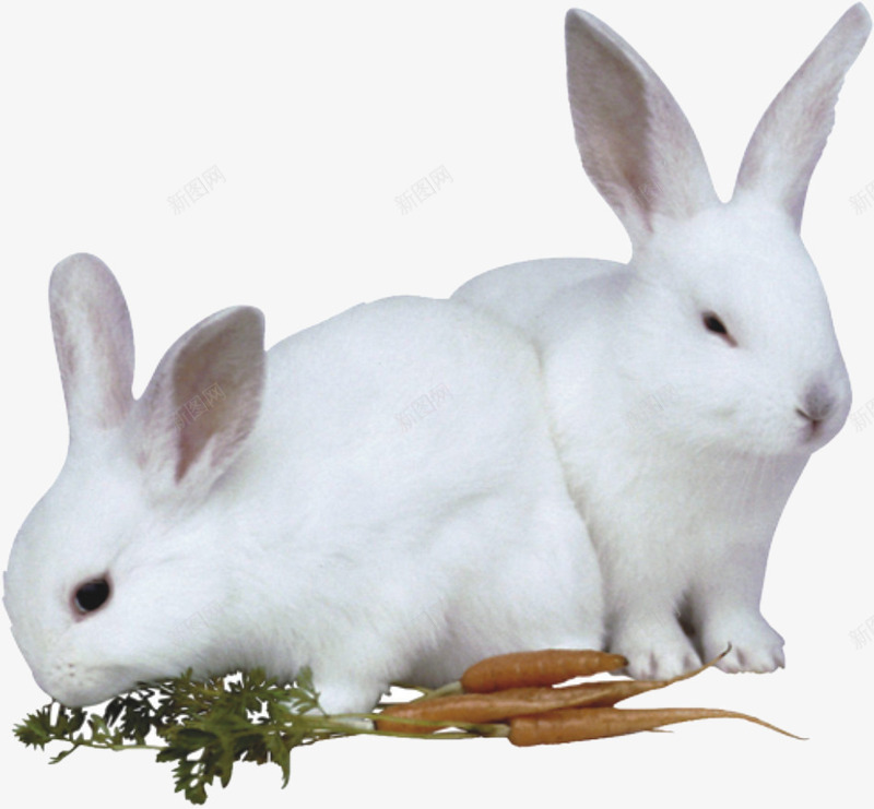 吃胡萝卜的兔子png免抠素材_新图网 https://ixintu.com 两只兔子 兔子png素材 兔子免抠素材 动物 卡通兔子 大白兔 小白兔免抠 小白兔免抠素材 胡萝卜