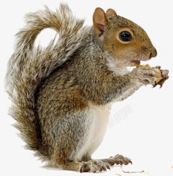 钖冩涧鏋可爱吃松果的松鼠高清图片