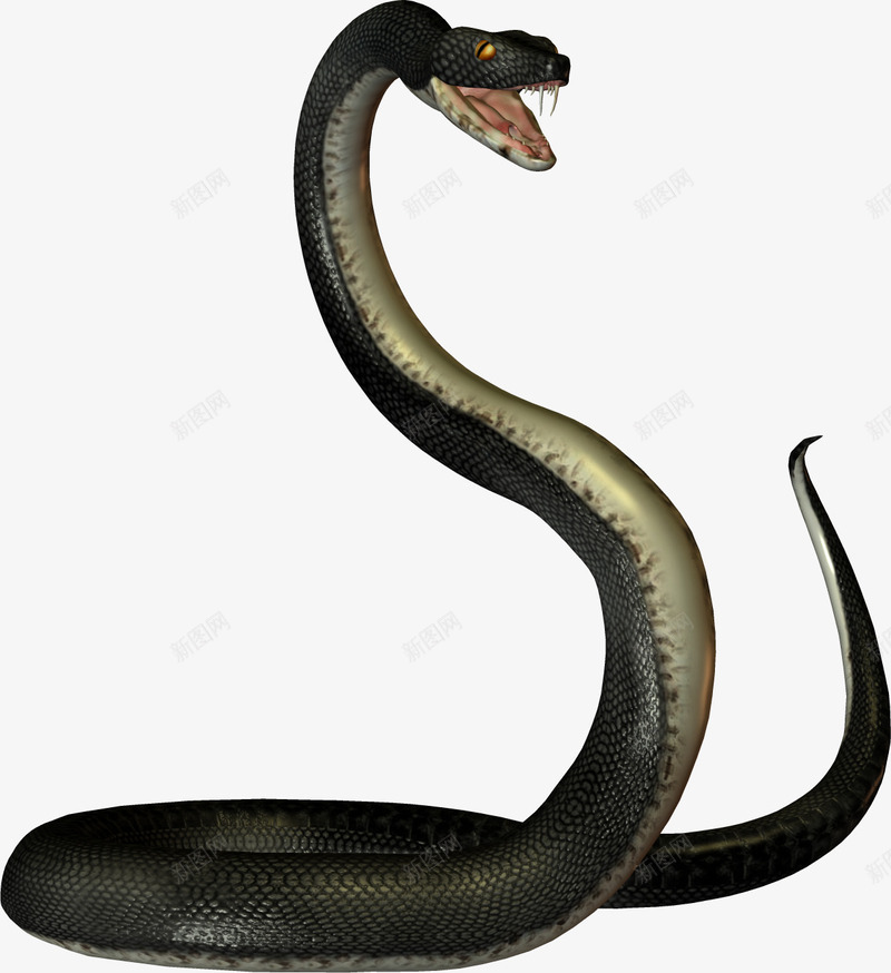 黑色毒蛇png免抠素材_新图网 https://ixintu.com 动物蛇 爬行动物 蛇 蛇尾巴 黑蛇