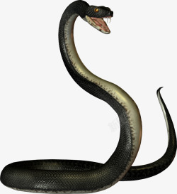 爬行动物蛇免费下载黑色毒蛇高清图片