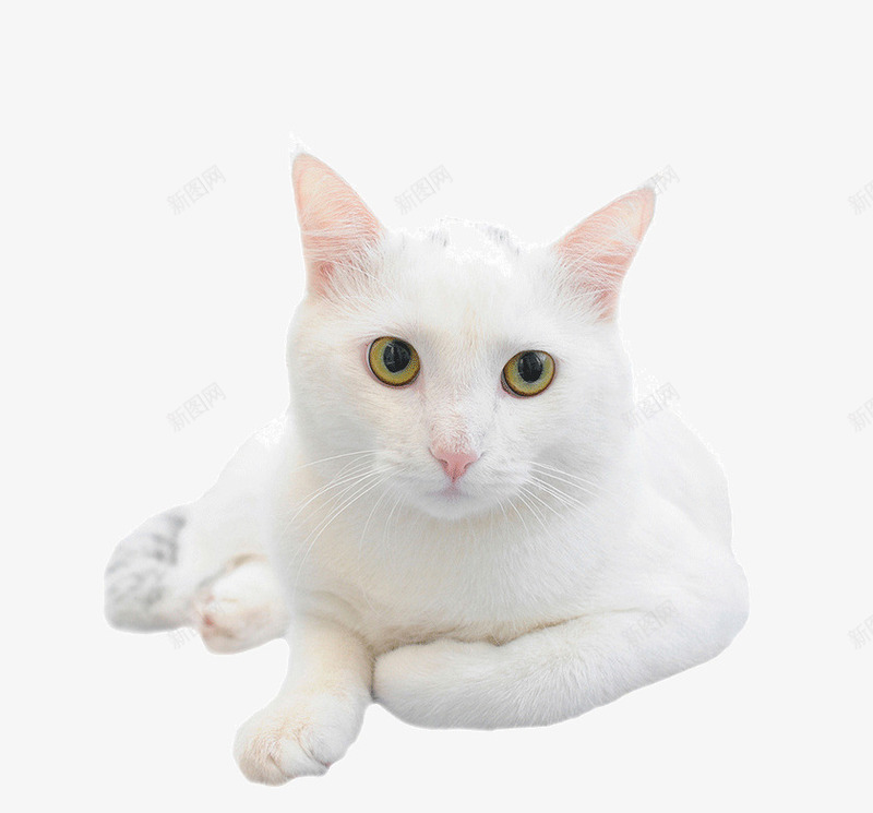 雪白的小猫png免抠素材_新图网 https://ixintu.com 动物 小猫 猫咪 生物