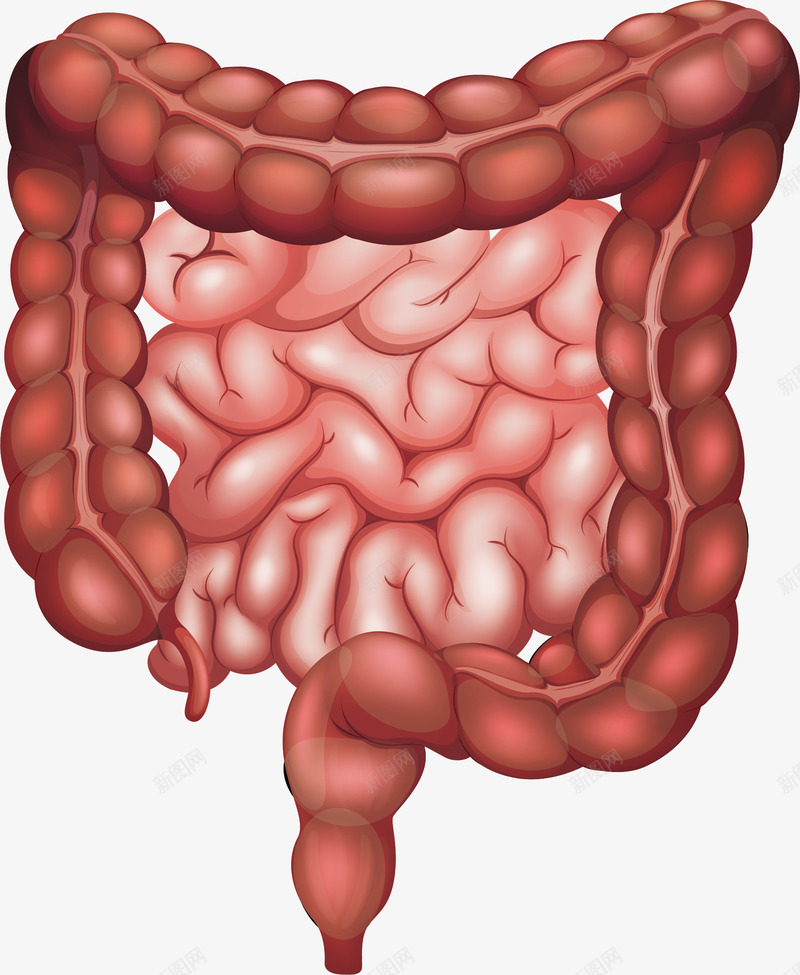 肠子器官png免抠素材_新图网 https://ixintu.com 医药 生物医药 血肠