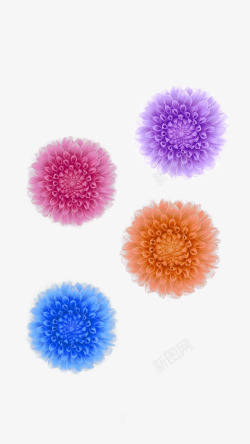 不同种类菊花不同颜色菊花高清图片
