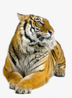 兽王休息的老虎高清图片