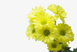 花淡黄色黄色小菊花花束高清图片