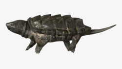 最古老的爬行动物大鳄龟实物素材