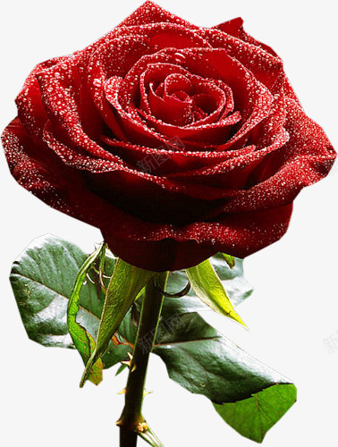 精致的玫瑰花装饰png免抠素材_新图网 https://ixintu.com 免抠玫瑰花 玫瑰花装饰 精致的 红色的花瓣 绿色叶子