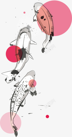 锦鲤鱼插图矢量图素材
