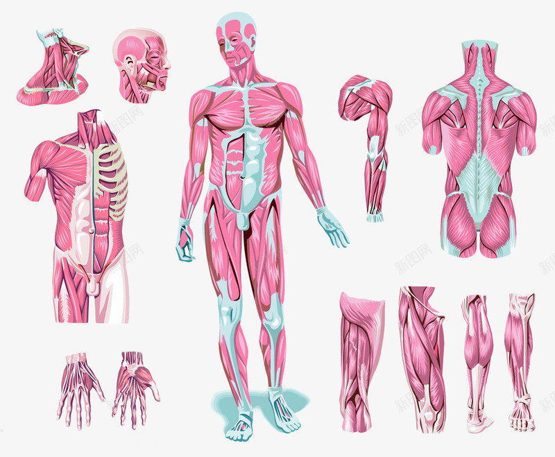 人体各关节部位分部图png免抠素材_新图网 https://ixintu.com 人体 人体轮廓图 人体透视图 肌肉 骨骼