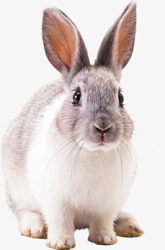 兔子png免抠素材_新图网 https://ixintu.com 免费下载 兔子 动物 动物拍摄 可爱 可爱免抠 宠物 小白兔 生肖 萌
