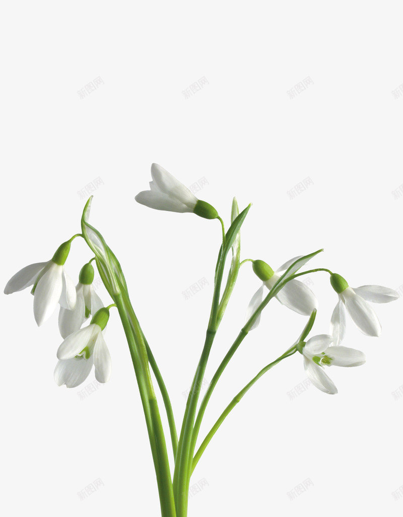白兰花png免抠素材_新图网 https://ixintu.com 植物 白色 花朵 花瓣 鲜花