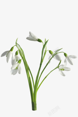 白色花朵背景白兰花高清图片