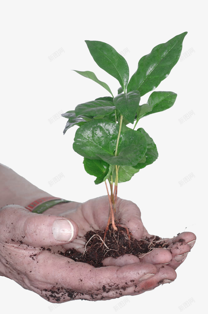 手捧咖啡树png免抠素材_新图网 https://ixintu.com 叶子 咖啡树 小树 手捧 手掌 树苗 植物 绿叶