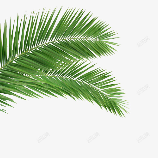 椰子树叶植物绿色png免抠素材_新图网 https://ixintu.com 树叶 植物 椰子 绿色