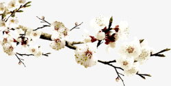 冬天花朵白色腊梅花高清图片