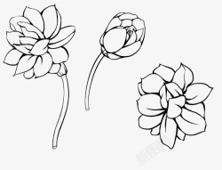 黑白花卉工笔画茉莉高清图片
