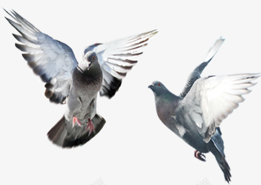 飞行的鸽子png免抠素材_新图网 https://ixintu.com 动物 和平 飞行 鸽子