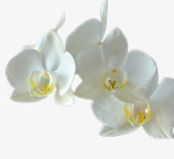 白花朵白蝴蝶兰花瓣高清图片