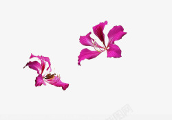 紫荆花卉两朵紫荆花高清图片