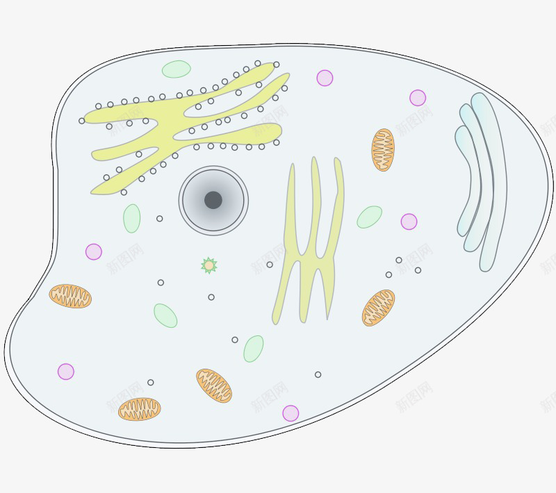 生物细胞png免抠素材_新图网 https://ixintu.com 生物 细胞 细胞核 细胞质