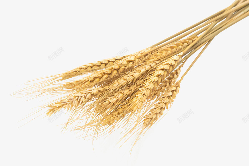 秋天成熟的小麦png免抠素材_新图网 https://ixintu.com 小麦 成熟的小麦 秋 秋天