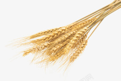 矢量成熟小麦秋天成熟的小麦高清图片