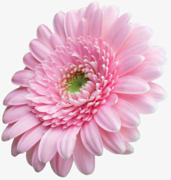 菊花图粉色粉色菊花高清图片