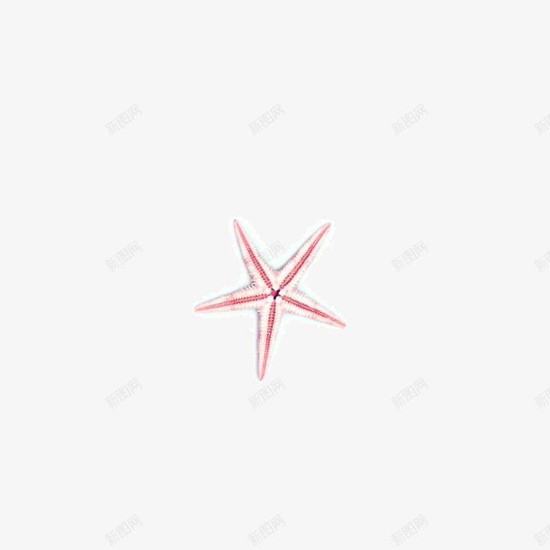 一个海星png免抠素材_新图网 https://ixintu.com 手绘 海星 海边 白色的 粉色的 贝壳