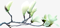 白色纯洁卡通花朵树枝素材